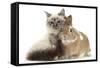 Tabby-Point Birman Cat with Paw Round Sandy Netherland-Cross Rabbit-Mark Taylor-Framed Stretched Canvas