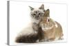 Tabby-Point Birman Cat with Paw Round Sandy Netherland-Cross Rabbit-Mark Taylor-Stretched Canvas