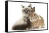 Tabby-Point Birman Cat with Paw Round Sandy Netherland-Cross Rabbit-Mark Taylor-Framed Stretched Canvas