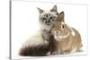 Tabby-Point Birman Cat with Paw Round Sandy Netherland-Cross Rabbit-Mark Taylor-Stretched Canvas