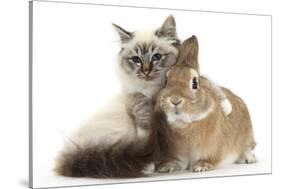Tabby-Point Birman Cat with Paw Round Sandy Netherland-Cross Rabbit-Mark Taylor-Stretched Canvas