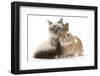 Tabby-Point Birman Cat with Paw Round Sandy Netherland-Cross Rabbit-Mark Taylor-Framed Photographic Print