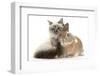 Tabby-Point Birman Cat with Paw Round Sandy Netherland-Cross Rabbit-Mark Taylor-Framed Photographic Print