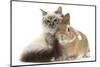 Tabby-Point Birman Cat with Paw Round Sandy Netherland-Cross Rabbit-Mark Taylor-Mounted Photographic Print