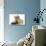 Tabby-Point Birman Cat with Paw Round Sandy Netherland-Cross Rabbit-Mark Taylor-Photographic Print displayed on a wall