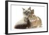 Tabby-Point Birman Cat with Paw Round Sandy Netherland-Cross Rabbit-Mark Taylor-Framed Photographic Print