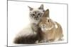 Tabby-Point Birman Cat with Paw Round Sandy Netherland-Cross Rabbit-Mark Taylor-Mounted Photographic Print