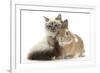 Tabby-Point Birman Cat with Paw Round Sandy Netherland-Cross Rabbit-Mark Taylor-Framed Photographic Print