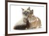 Tabby-Point Birman Cat with Paw Round Sandy Netherland-Cross Rabbit-Mark Taylor-Framed Photographic Print