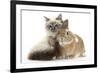 Tabby-Point Birman Cat with Paw Round Sandy Netherland-Cross Rabbit-Mark Taylor-Framed Photographic Print