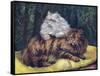 Tabby, Silver Persians-null-Framed Stretched Canvas