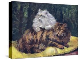 Tabby, Silver Persians-null-Stretched Canvas