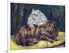 Tabby, Silver Persians-null-Framed Art Print