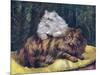 Tabby, Silver Persians-null-Mounted Art Print