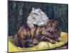 Tabby, Silver Persians-null-Mounted Art Print