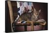 Tabby Sitting on Quilt-DLILLC-Framed Stretched Canvas