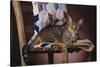 Tabby Sitting on Quilt-DLILLC-Stretched Canvas