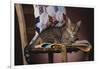 Tabby Sitting on Quilt-DLILLC-Framed Photographic Print