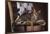 Tabby Sitting on Quilt-DLILLC-Framed Photographic Print