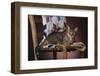 Tabby Sitting on Quilt-DLILLC-Framed Photographic Print