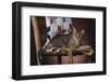 Tabby Sitting on Quilt-DLILLC-Framed Photographic Print