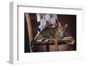 Tabby Sitting on Quilt-DLILLC-Framed Photographic Print