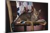 Tabby Sitting on Quilt-DLILLC-Mounted Photographic Print