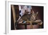 Tabby Sitting on Quilt-DLILLC-Framed Photographic Print