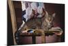 Tabby Sitting on Quilt-DLILLC-Mounted Photographic Print