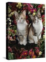 Tabby-Tortoiseshell-And White Kittens, 11-Week Sisters, Among Pink and Yellow Primroses-Jane Burton-Stretched Canvas