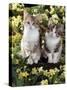 Tabby-Tortoiseshell-And White Kittens, 11-Week Sisters, Among Pink and Yellow Primroses-Jane Burton-Stretched Canvas