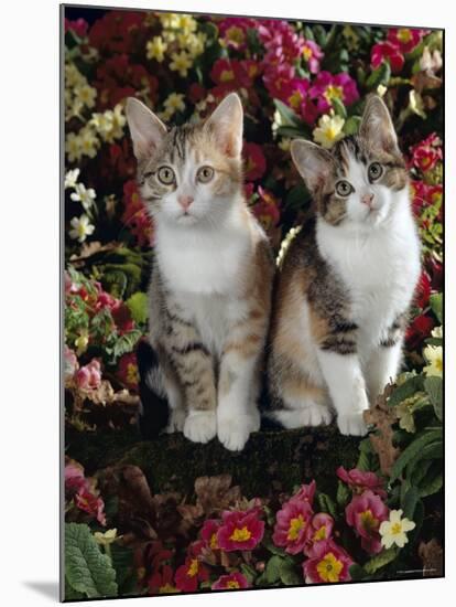 Tabby-Tortoiseshell-And White Kittens, 11-Week Sisters, Among Pink and Yellow Primroses-Jane Burton-Mounted Photographic Print