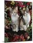 Tabby-Tortoiseshell-And White Kittens, 11-Week Sisters, Among Pink and Yellow Primroses-Jane Burton-Mounted Photographic Print