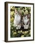 Tabby-Tortoiseshell-And White Kittens, 11-Week Sisters, Among Pink and Yellow Primroses-Jane Burton-Framed Photographic Print