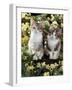 Tabby-Tortoiseshell-And White Kittens, 11-Week Sisters, Among Pink and Yellow Primroses-Jane Burton-Framed Photographic Print