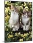 Tabby-Tortoiseshell-And White Kittens, 11-Week Sisters, Among Pink and Yellow Primroses-Jane Burton-Mounted Photographic Print