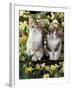 Tabby-Tortoiseshell-And White Kittens, 11-Week Sisters, Among Pink and Yellow Primroses-Jane Burton-Framed Photographic Print