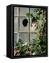 Tabby Tortoiseshell in an Ivy-Grown Window of a Deserted Victorian House-Jane Burton-Framed Stretched Canvas