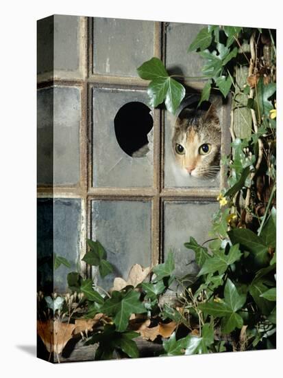 Tabby Tortoiseshell in an Ivy-Grown Window of a Deserted Victorian House-Jane Burton-Stretched Canvas