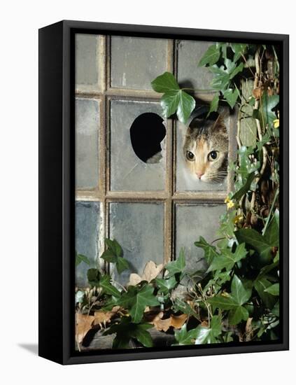 Tabby Tortoiseshell in an Ivy-Grown Window of a Deserted Victorian House-Jane Burton-Framed Stretched Canvas