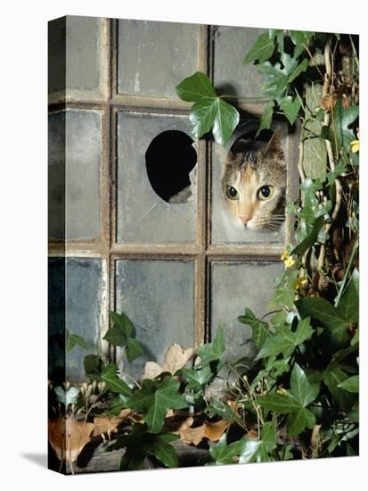Tabby Tortoiseshell in an Ivy-Grown Window of a Deserted Victorian House-Jane Burton-Stretched Canvas