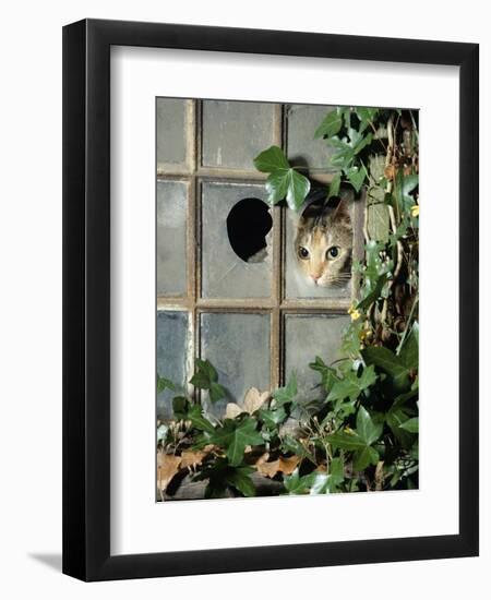 Tabby Tortoiseshell in an Ivy-Grown Window of a Deserted Victorian House-Jane Burton-Framed Premium Photographic Print