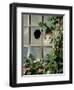 Tabby Tortoiseshell in an Ivy-Grown Window of a Deserted Victorian House-Jane Burton-Framed Premium Photographic Print