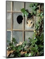 Tabby Tortoiseshell in an Ivy-Grown Window of a Deserted Victorian House-Jane Burton-Mounted Premium Photographic Print