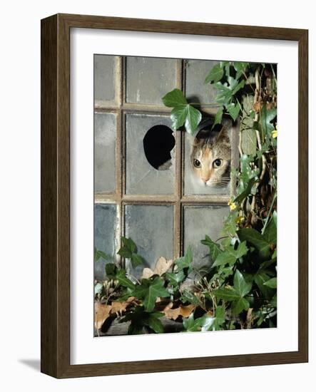 Tabby Tortoiseshell in an Ivy-Grown Window of a Deserted Victorian House-Jane Burton-Framed Photographic Print