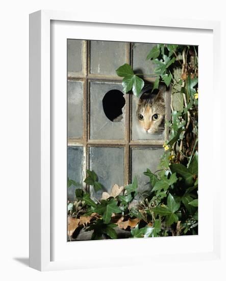 Tabby Tortoiseshell in an Ivy-Grown Window of a Deserted Victorian House-Jane Burton-Framed Photographic Print