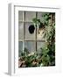 Tabby Tortoiseshell in an Ivy-Grown Window of a Deserted Victorian House-Jane Burton-Framed Photographic Print