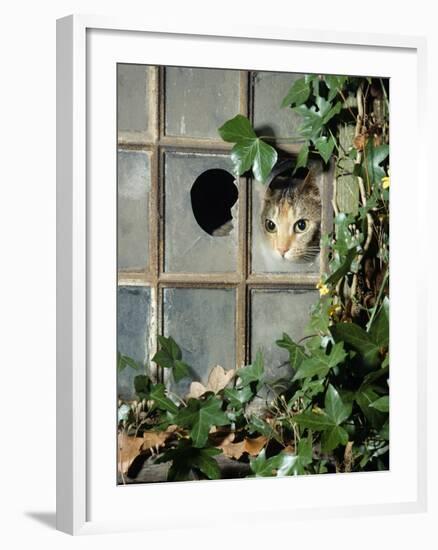 Tabby Tortoiseshell in an Ivy-Grown Window of a Deserted Victorian House-Jane Burton-Framed Photographic Print