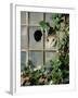 Tabby Tortoiseshell in an Ivy-Grown Window of a Deserted Victorian House-Jane Burton-Framed Photographic Print