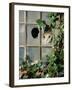 Tabby Tortoiseshell in an Ivy-Grown Window of a Deserted Victorian House-Jane Burton-Framed Photographic Print